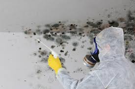 Trusted Clarendon, TX Mold Inspection Experts